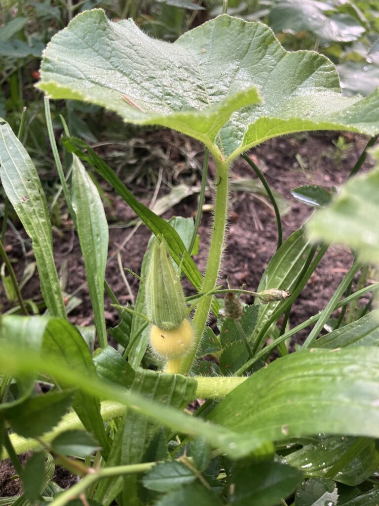 The first shots emerge and the pumpkin vine slowly spreads over the once mowed lawn.